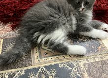 قطط للبيع قطط للبيع