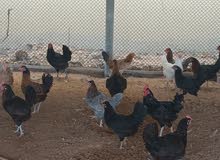 chicken laying ggs for sale.. chicken laying ggs for sale..