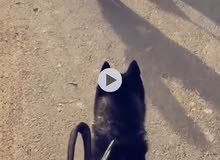 جيرمن لونها مميز انثى جيرمن لونها مميز انثى