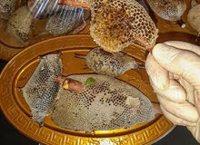 عسل سدر برى صيفى عسل سدر برى صيفى
