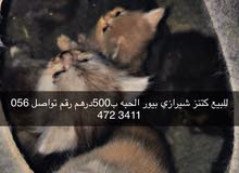 للبيع كتنز شيرازي بيور للبيع كتنز شيرازي بيور