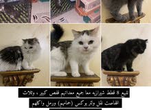 قطط للبيع مستعجل قطط للبيع مستعجل
