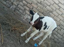 عجل مشالله عمرها شهرين للبيع عجل مشالله عمرها شهرين للبيع