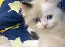 Ragdoll for sale Ragdoll for sale