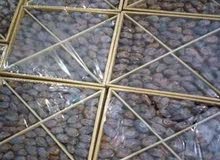 تمر مجهول حبة كبيرة تمر مجهول حبة كبيرة