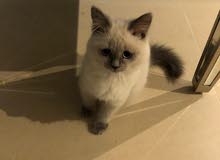 Kitten for Adoption