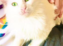Russian cats Russian cats