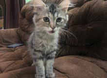 Persian for sell Persian for sell