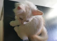 قط انغورا Angora cat قط انغورا Angora cat