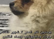 بومارين ذكر 7 شهور مع جوازه ومايكروشيب وكل اغراضه بومارين ذكر 7 شهور مع جوازه ومايكروشيب وكل اغراضه