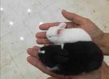 للبيع ارانب كيوت للاطفال للبيع ارانب كيوت للاطفال