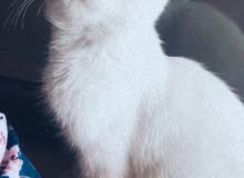 Cat Boy for Sale Cat Boy for Sale
