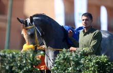 خيل عربية اصيلة موجوده في ليبيا خيل عربية اصيلة موجوده في ليبيا