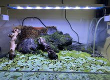paludarium tank paludarium tank
