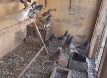 طيور زواجل اصليات طيور زواجل اصليات
