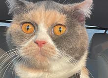 Scottish fold female 1 year old Scottish fold female 1 year old