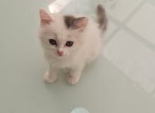 قطه للبيع قطه للبيع
