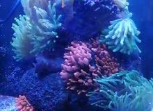 Reef aquarium with corals