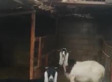 ماعز وشياه للبيع ماعز وشياه للبيع