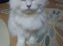 Turkish angora female Turkish angora female