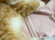 قطه بيرشن للبيع قطه بيرشن للبيع