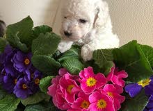 Adorable Toy Poodle Puppy For Sale Adorable Toy Poodle Puppy For Sale