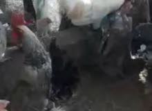 دجاج بلدي وفيومي بياض دجاج بلدي وفيومي بياض