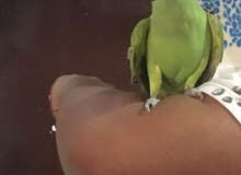 4sell ringneck 4sell ringneck
