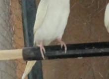 ذكر فلو باندي ذكر فلو باندي