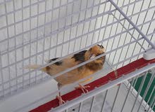 كناري.شيرازي البيع.فول شرط 50الف كناري.شيرازي البيع.فول شرط 50الف