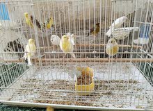كناري ذكروانثي جميع الالوان جاهزة أكبر من سنه كناري ذكروانثي جميع الالوان جاهزة أكبر من سنه