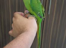 8 months ringneck parrot,male ,semi tamed