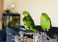 Red-Lored Amazon parrots for sale  ( serious buyers only)