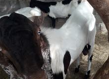 حيوانات 5...3عنزات والدات2توميات1فرادي 2جديان حيوانات 5...3عنزات والدات2توميات1فرادي 2جديان