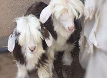 boy and girl boy and girl