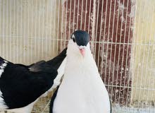 2 pice Price ,200 2 pice Price ,200