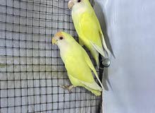 للبيع طيور منتجه للبيع طيور منتجه