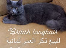 British cat long hair