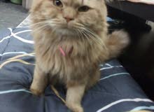قطه للبيع قطه للبيع