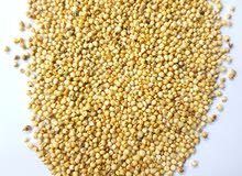 جوار Sorghum indian 90kg bag جوار Sorghum indian 90kg bag