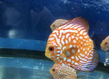 Rad Discus fish Rad Discus fish
