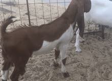 للبيع ذبائح نعيمي بلدي للمناسبات والثلاجات للبيع ذبائح نعيمي بلدي للمناسبات والثلاجات