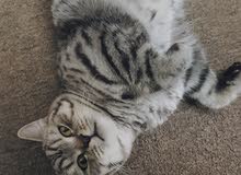 British Scottish tabby British Scottish tabby