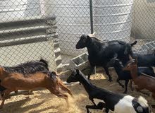 البيع تيوس أصليه ممتن البيع تيوس أصليه ممتن