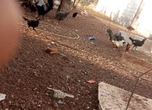 موجود انثى بط مصري ديك دجاج بلدي