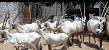 للبيع. زوج المها العربي. منتجات(بن سولع) للبيع. زوج المها العربي. منتجات(بن سولع)