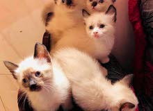 قطط صغيرة سيامي هيمالايا و انكورا بيضاء