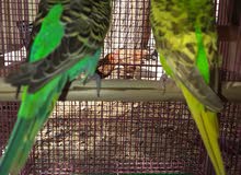 breeding pair of budgie breeding pair of budgie
