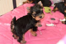 Trained Yorkie Puppies for sale Trained Yorkie Puppies for sale