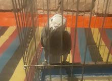 ببغاء زنجبار ى صغير ببغاء زنجبار ى صغير
